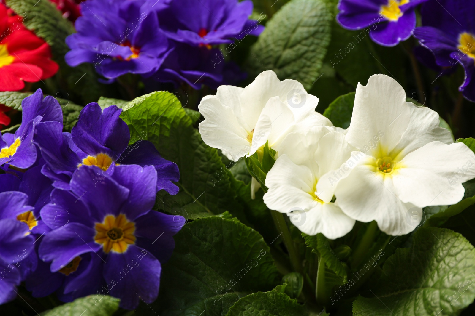 Photo of Beautiful primula (primrose) plants with colorful flowers as background, closeup. Spring blossom