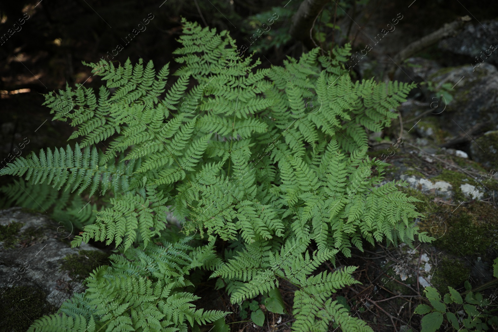 Photo of Beautiful green fern plant growing in forest