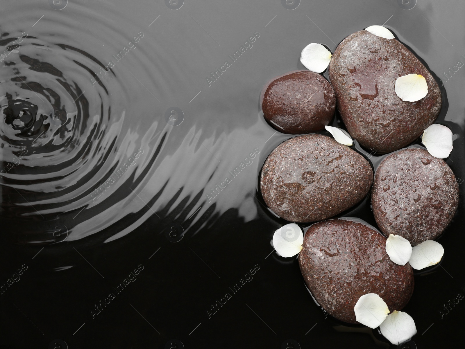 Photo of Spa stones and flower petals in water, top view with space for text. Zen lifestyle