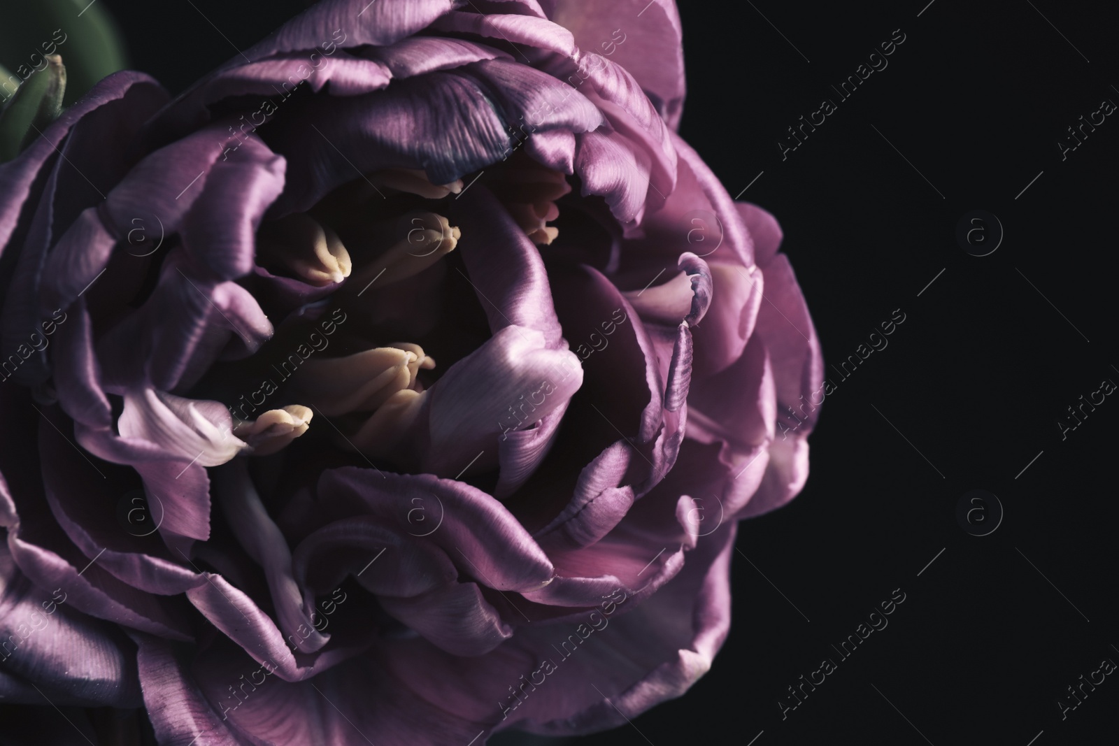 Photo of Beautiful fresh tulip on black background, closeup. Floral card design with dark vintage effect