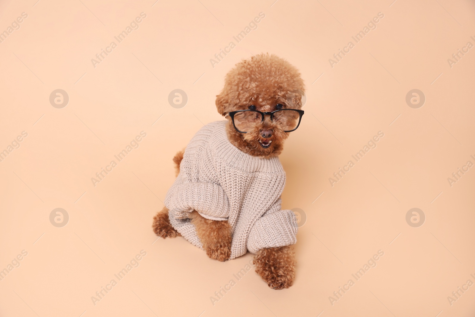 Photo of Cute Maltipoo dog in knitted sweater and glasses on beige background