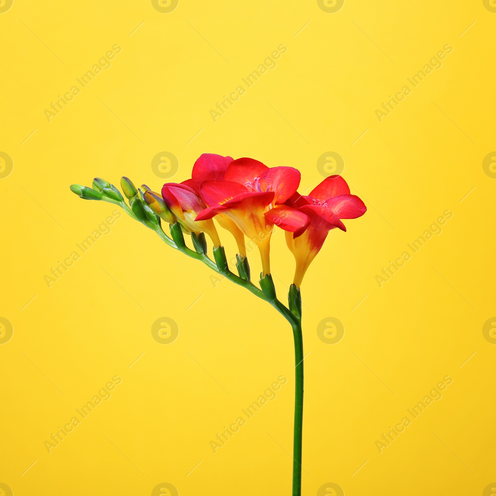 Photo of Beautiful freesia flower on color background