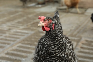 Beautiful black chicken in yard. Domestic animal