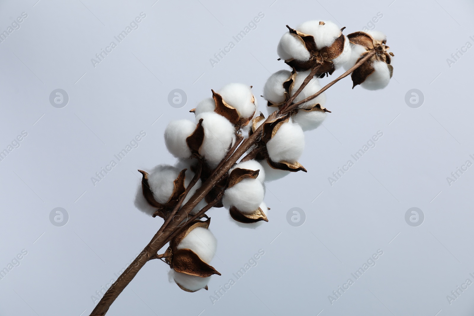 Photo of Beautiful cotton branch with fluffy flowers on light grey background