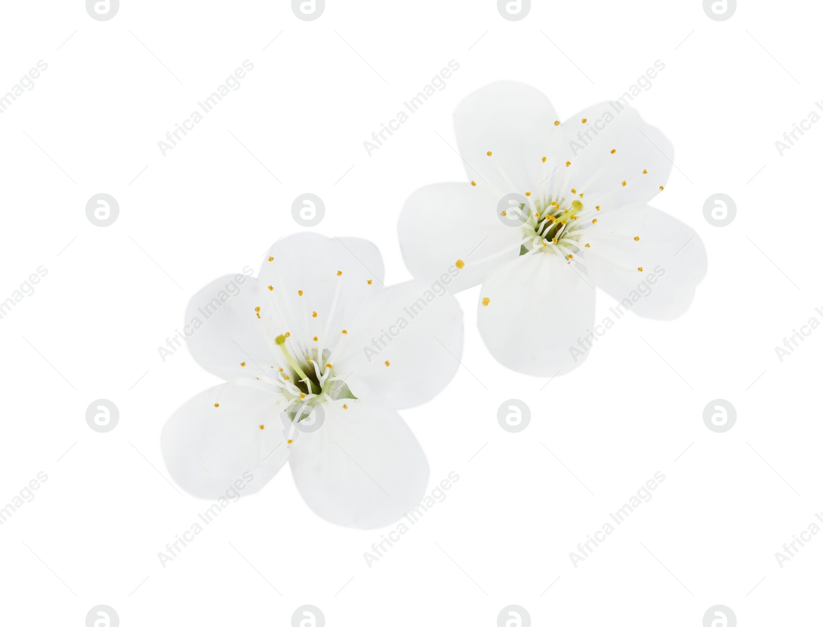 Photo of Beautiful flowers of blooming spring tree on white background