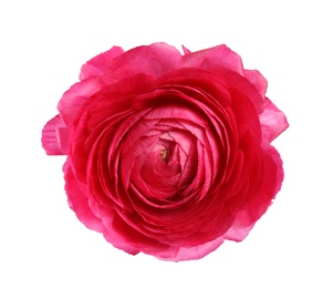 Beautiful ranunculus flower isolated on white, top view