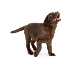 Photo of Cute chocolate Labrador Retriever puppy on white background