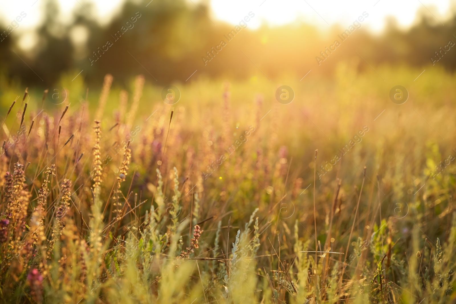 Photo of Beautiful field with wild flowers in morning