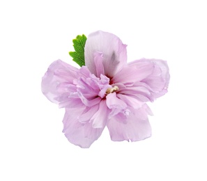 Photo of Beautiful hibiscus flower on white background