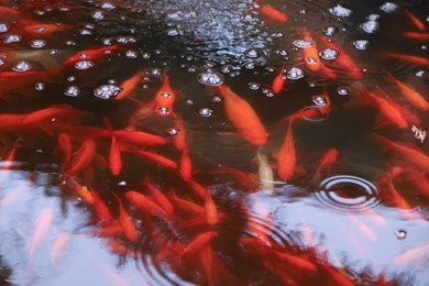 Many beautiful golden fishes swimming in pond