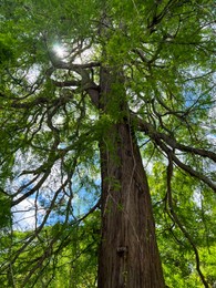 Photo of Beautiful tall tree with green leaves in park, low angle view