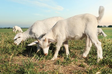 Cute goatlings on pasture at farm. Animal husbandry