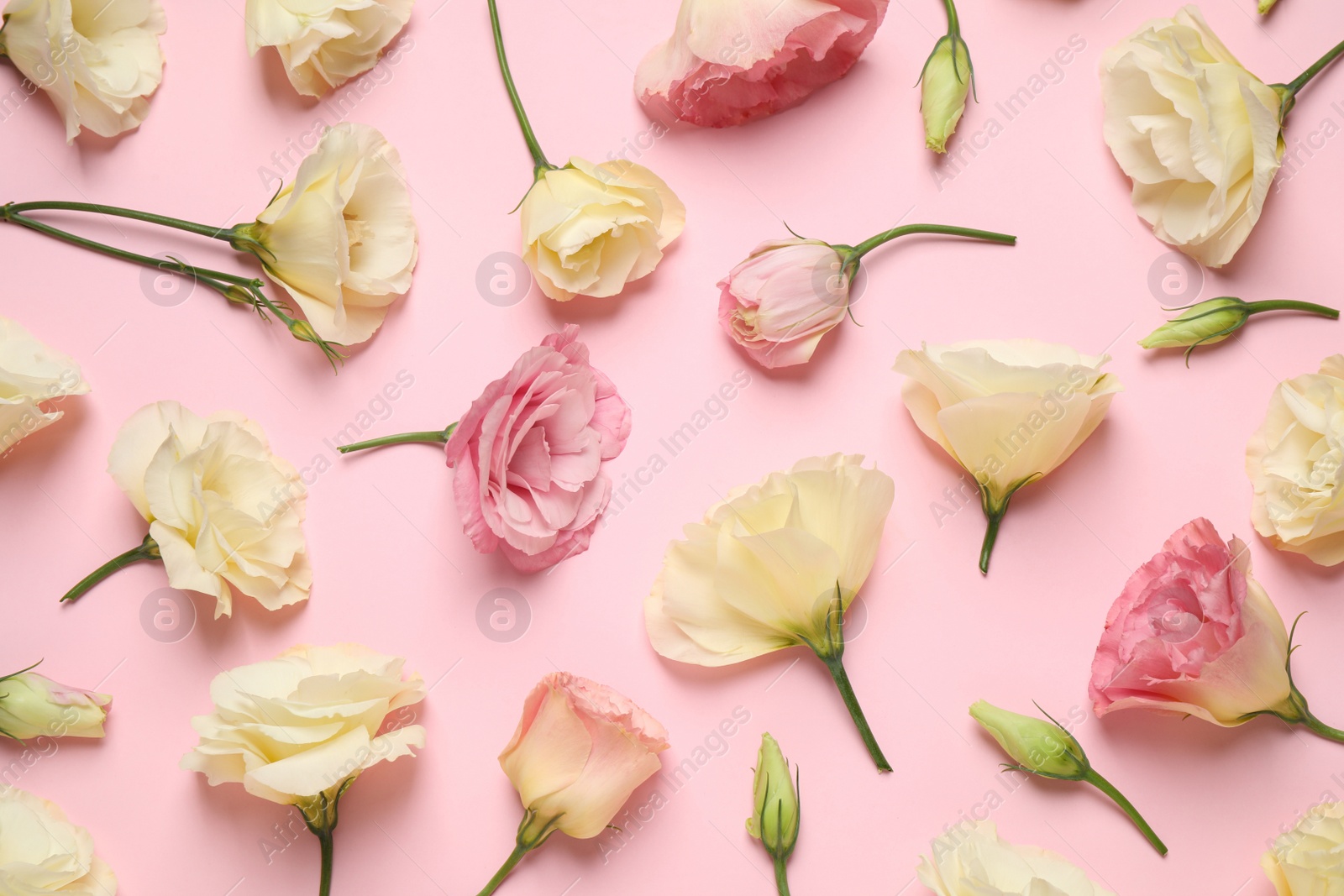 Photo of Beautiful Eustoma flowers on pink background, flat lay