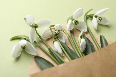 Photo of Beautiful snowdrops in envelope on light green background, closeup