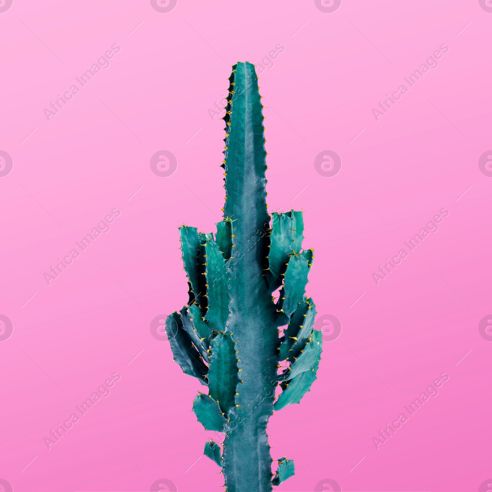 Image of Beautiful cactus on pink background. Creative design