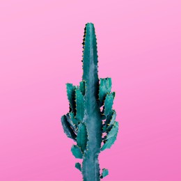 Image of Beautiful cactus on pink background. Creative design