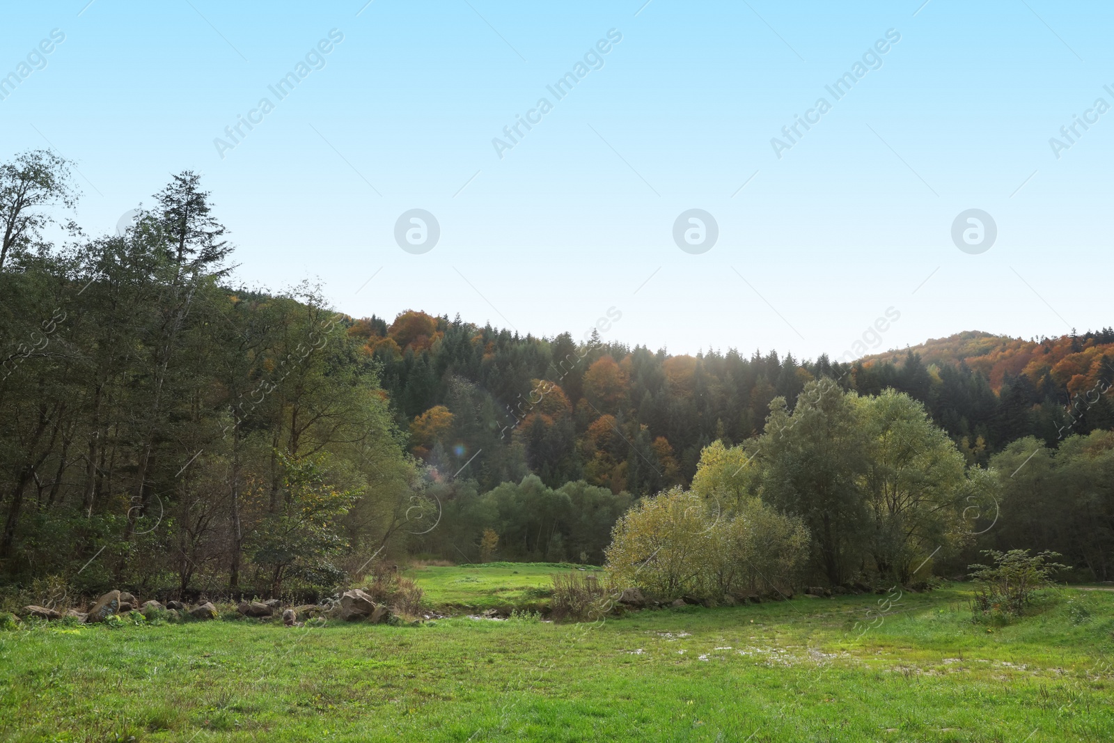 Photo of Picturesque view of beautiful green lawn near forest