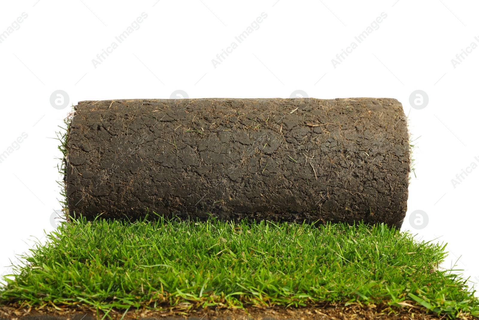 Photo of Rolled sod with grass on white background