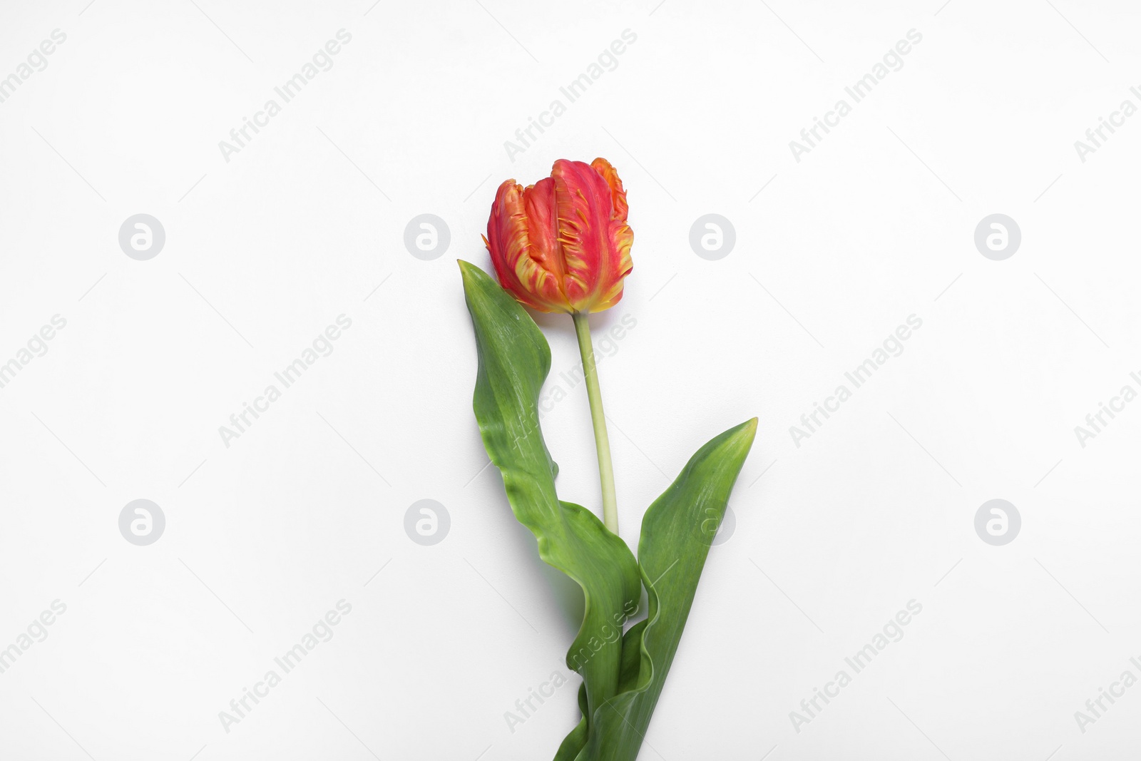 Photo of Beautiful red tulip flower on white background, top view