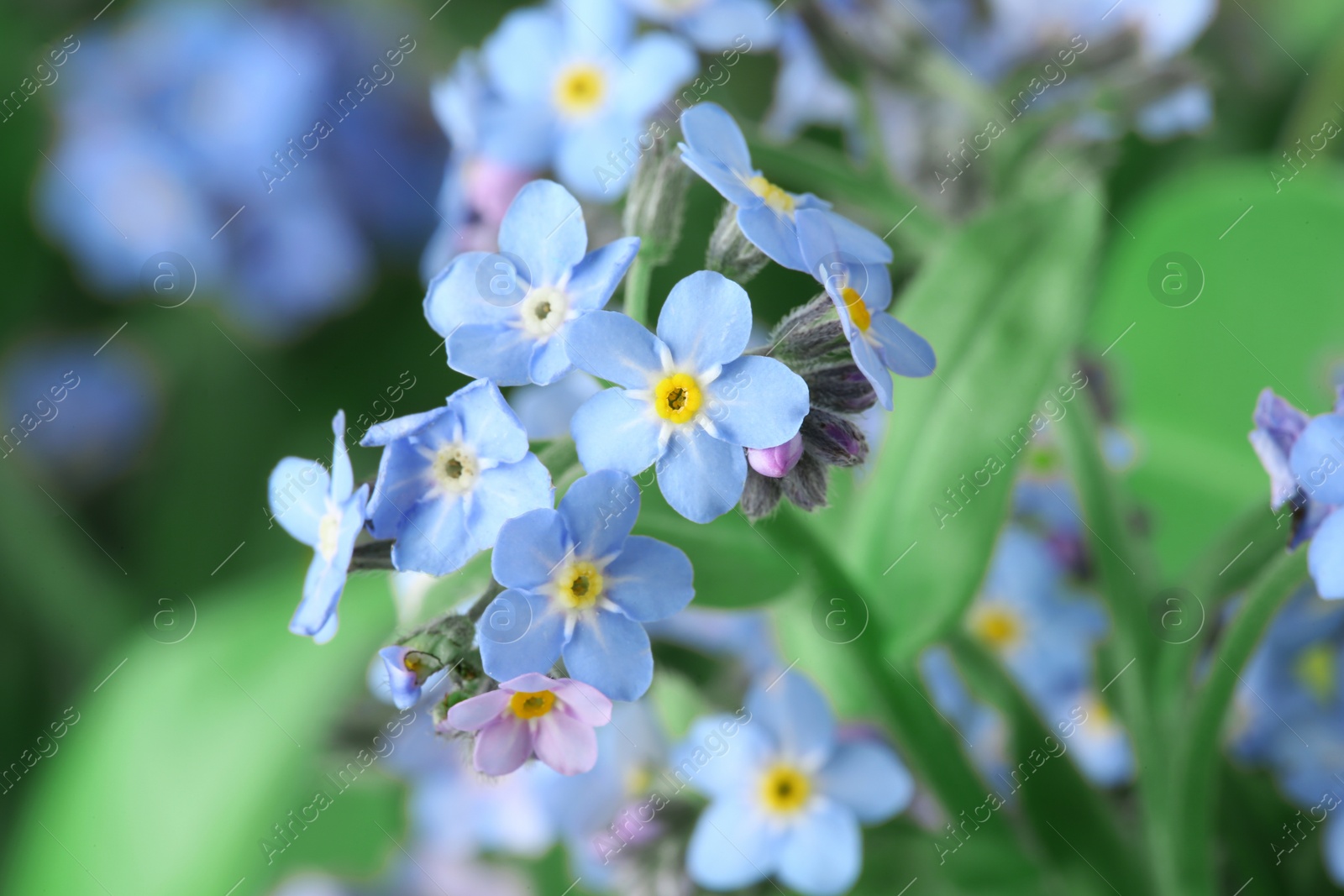 Photo of Amazing spring forget-me-not flowers as background, closeup view