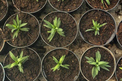 Photo of Many fresh green seedlings growing in pots with soil, top view