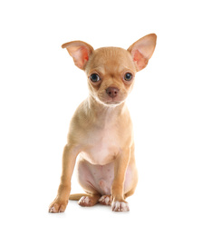 Photo of Cute Chihuahua puppy with toy on white background. Baby animal