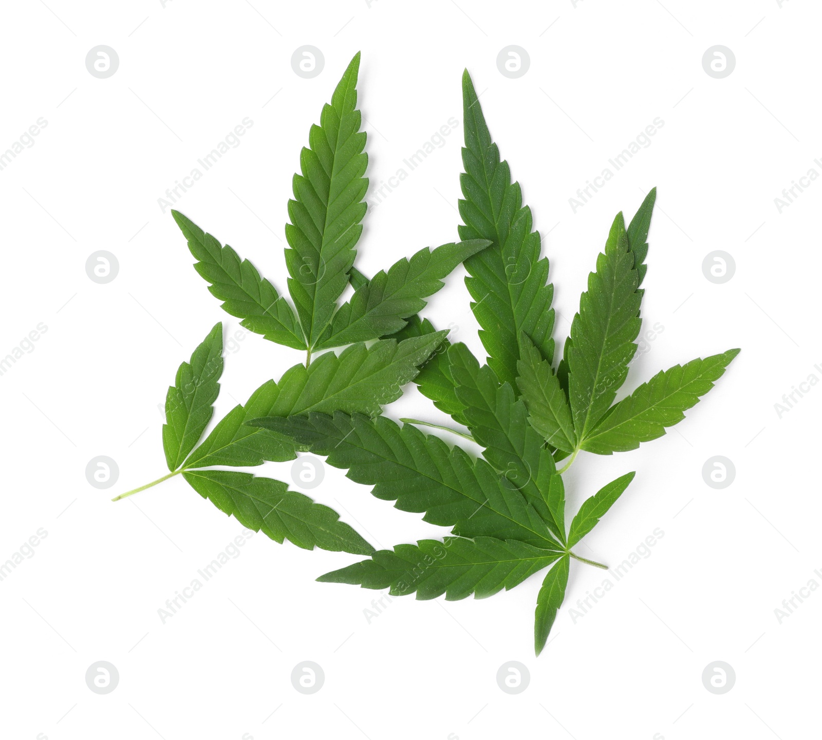 Photo of Fresh green hemp leaves on white background, top view