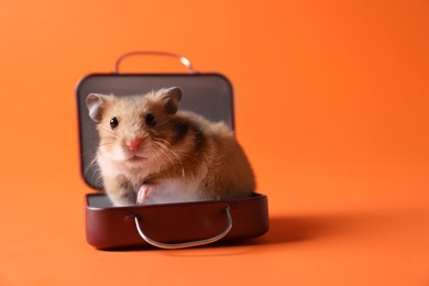 Photo of Adorable hamster sitting in tiny suitcase on orange background. Space for text