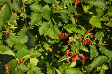 Photo of Ripe and unripe blackberries growing on bush outdoors