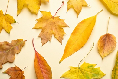 Flat lay composition with autumn leaves on beige background