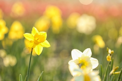 Photo of Field with fresh beautiful narcissus flowers on sunny day