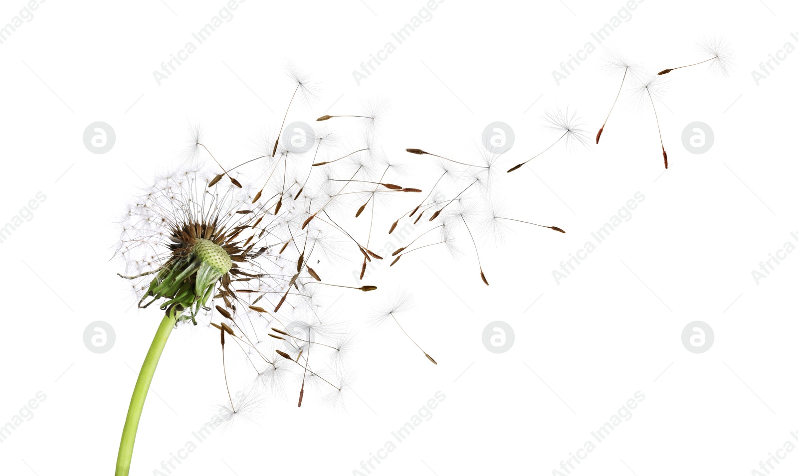 Image of Beautiful puffy dandelion blowball and flying seeds on white background