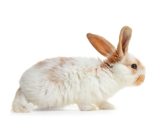 Photo of Cute fluffy bunny on white background