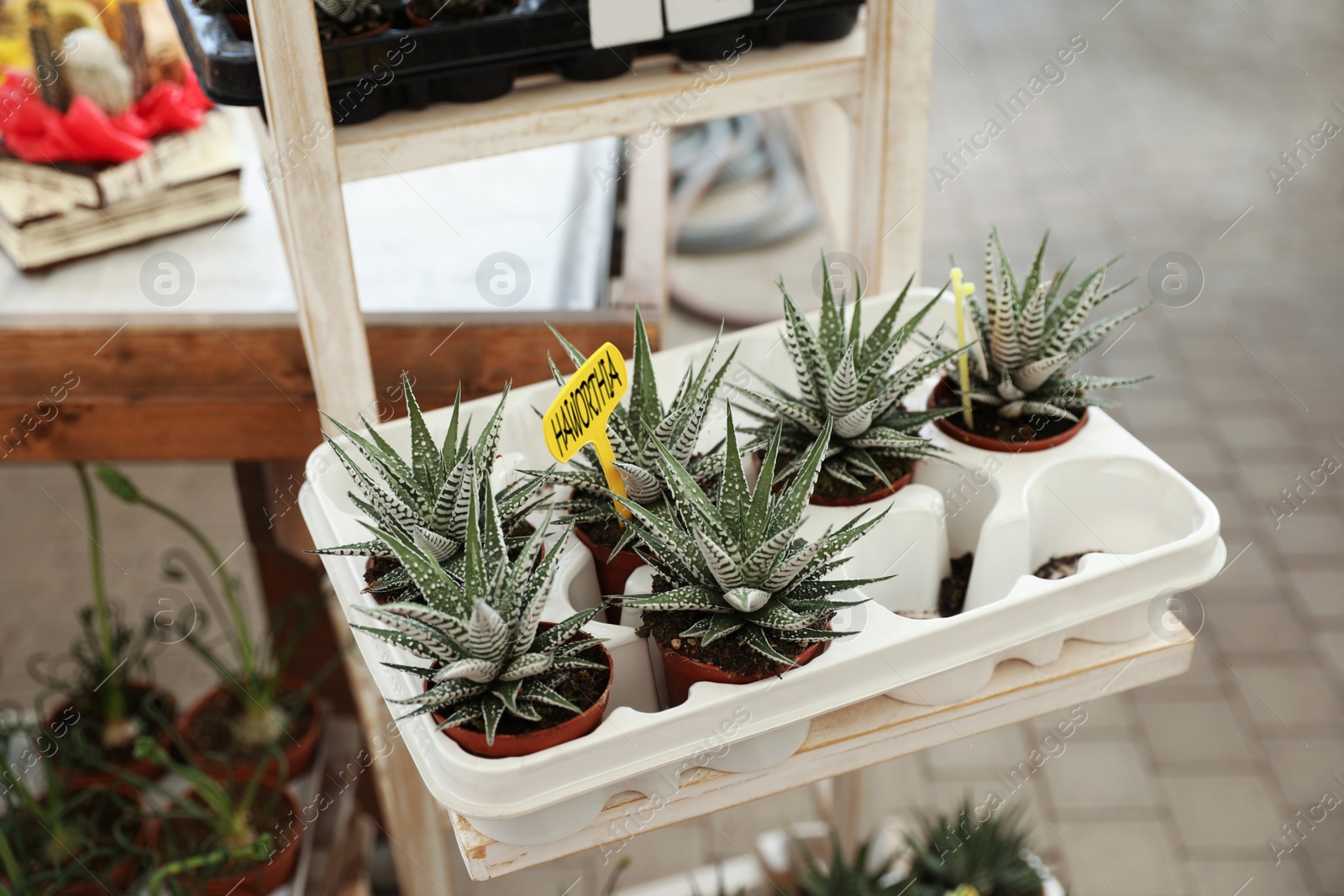 Photo of Beautiful potted haworthia plants on holder in garden center