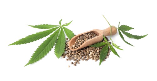 Fresh green hemp leaves and scoop with seeds on white background