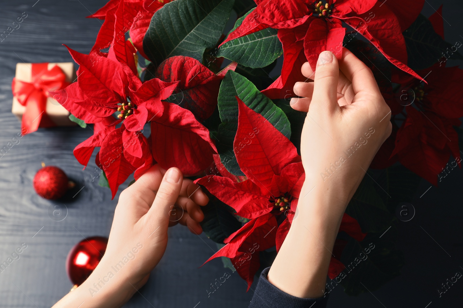 Photo of Woman with poinsettia (traditional Christmas flower) at wooden table, closeup