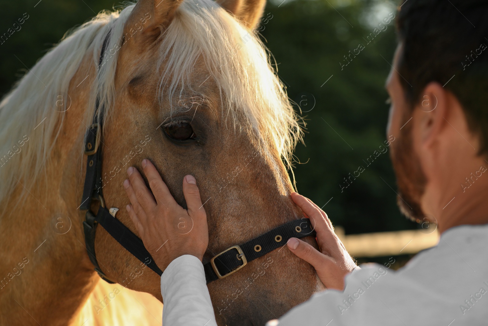 Photo of Man with adorable horse outdoors. Lovely domesticated pet