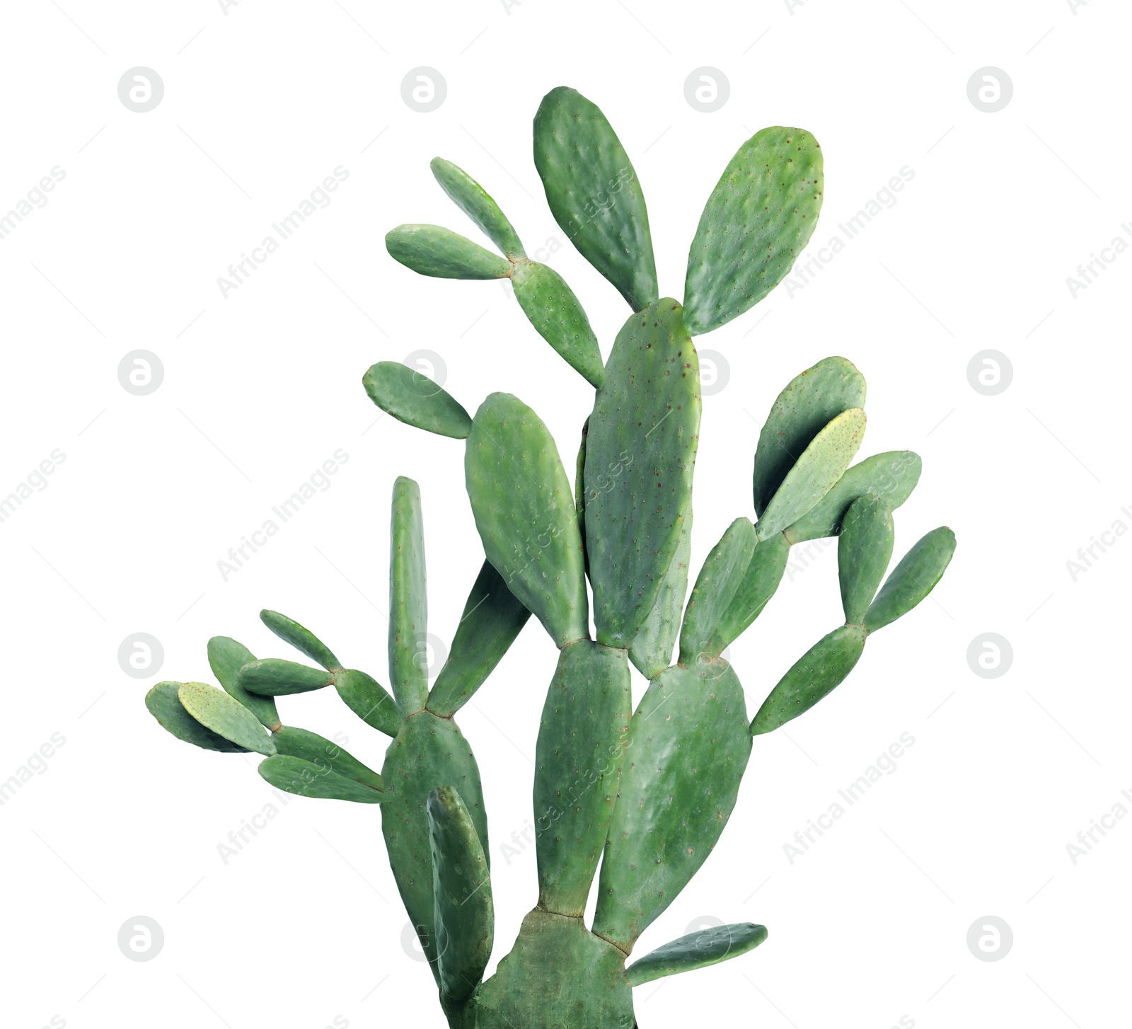 Image of Beautiful big green cactus on white background