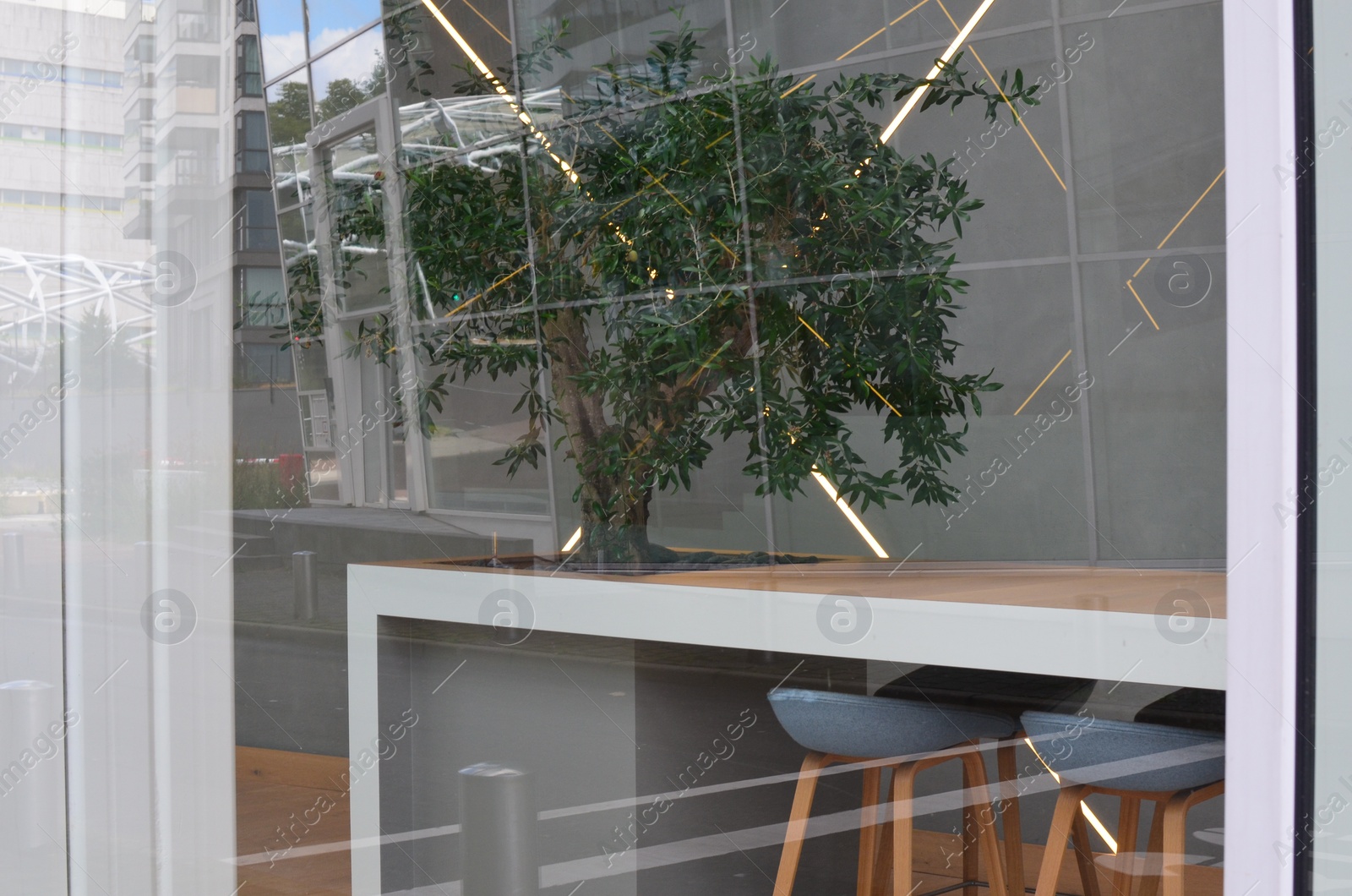 Photo of Chairs and decorative tree on table indoors, view from outside