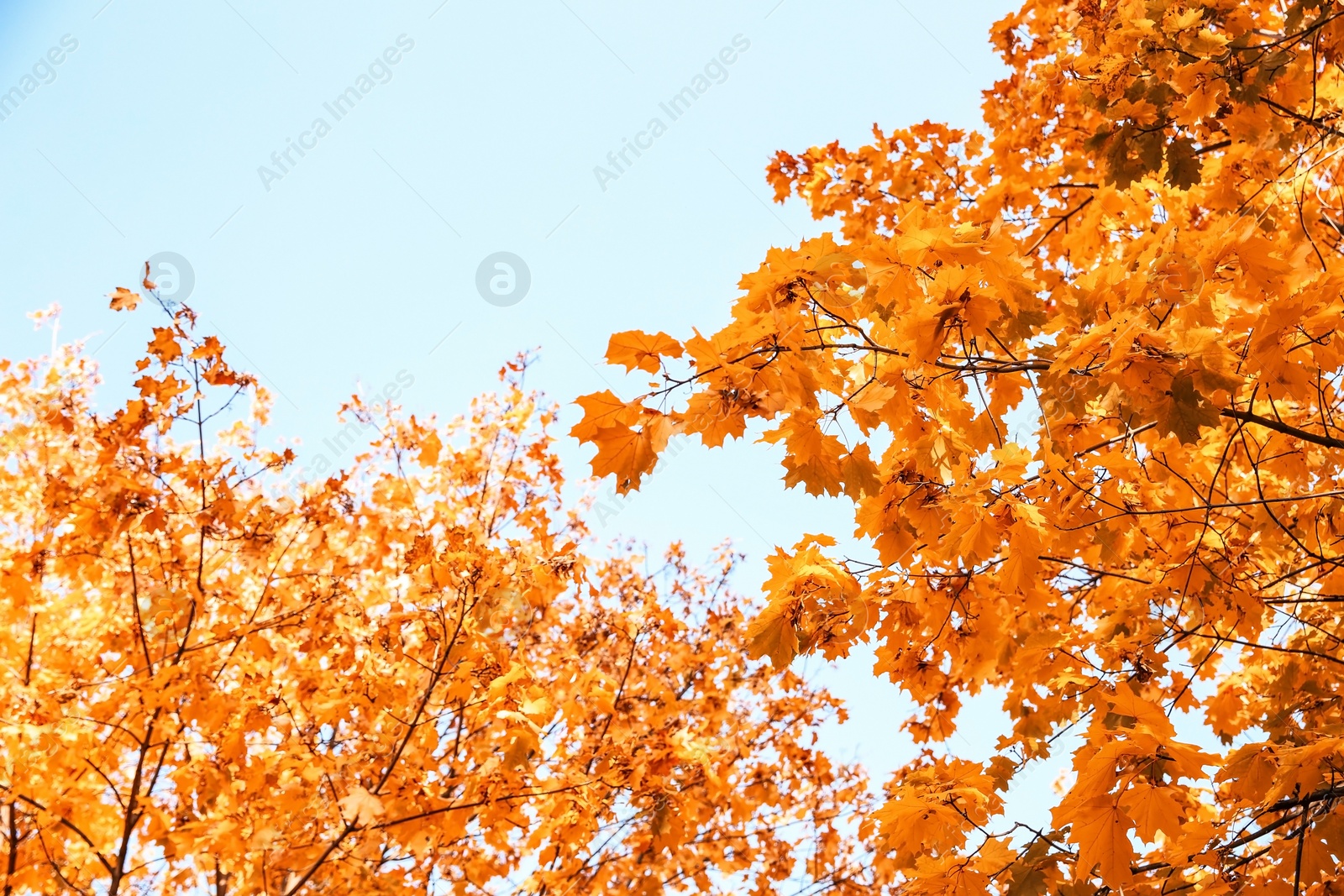 Photo of Trees in park, focus on autumn leaves. Space for text