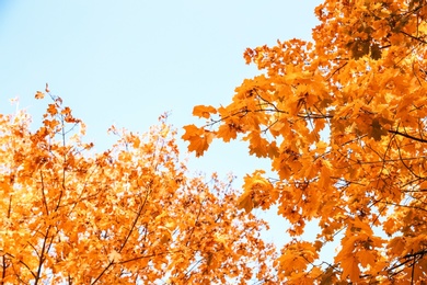 Trees in park, focus on autumn leaves. Space for text