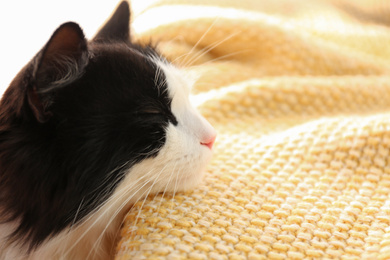 Cute cat relaxing on yellow knitted fabric. Lovely pet