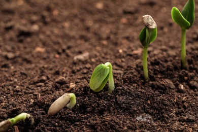 Little green seedlings growing in fertile soil