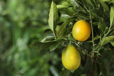 Photo of Closeup view of lemon tree with ripe fruits outdoors