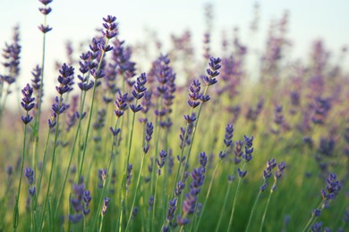 Photo of Beautiful blooming lavender growing in field, closeup