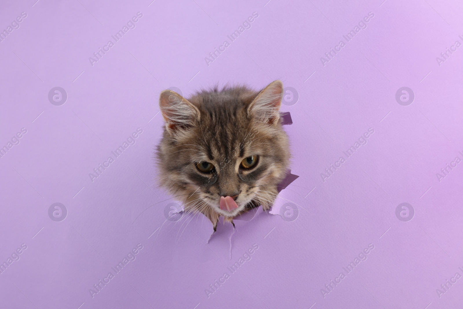 Photo of Cute cat looking through hole in violet paper