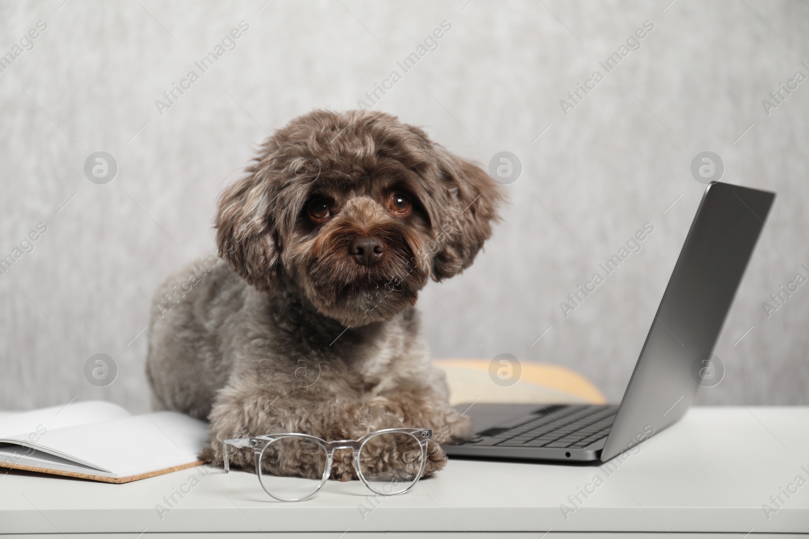 Photo of Cute Maltipoo dog on desk with laptop and glasses indoors