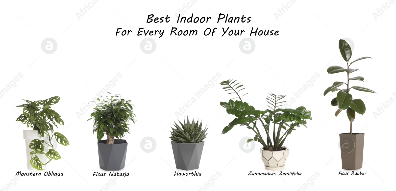 Image of Set of best house plants on white background