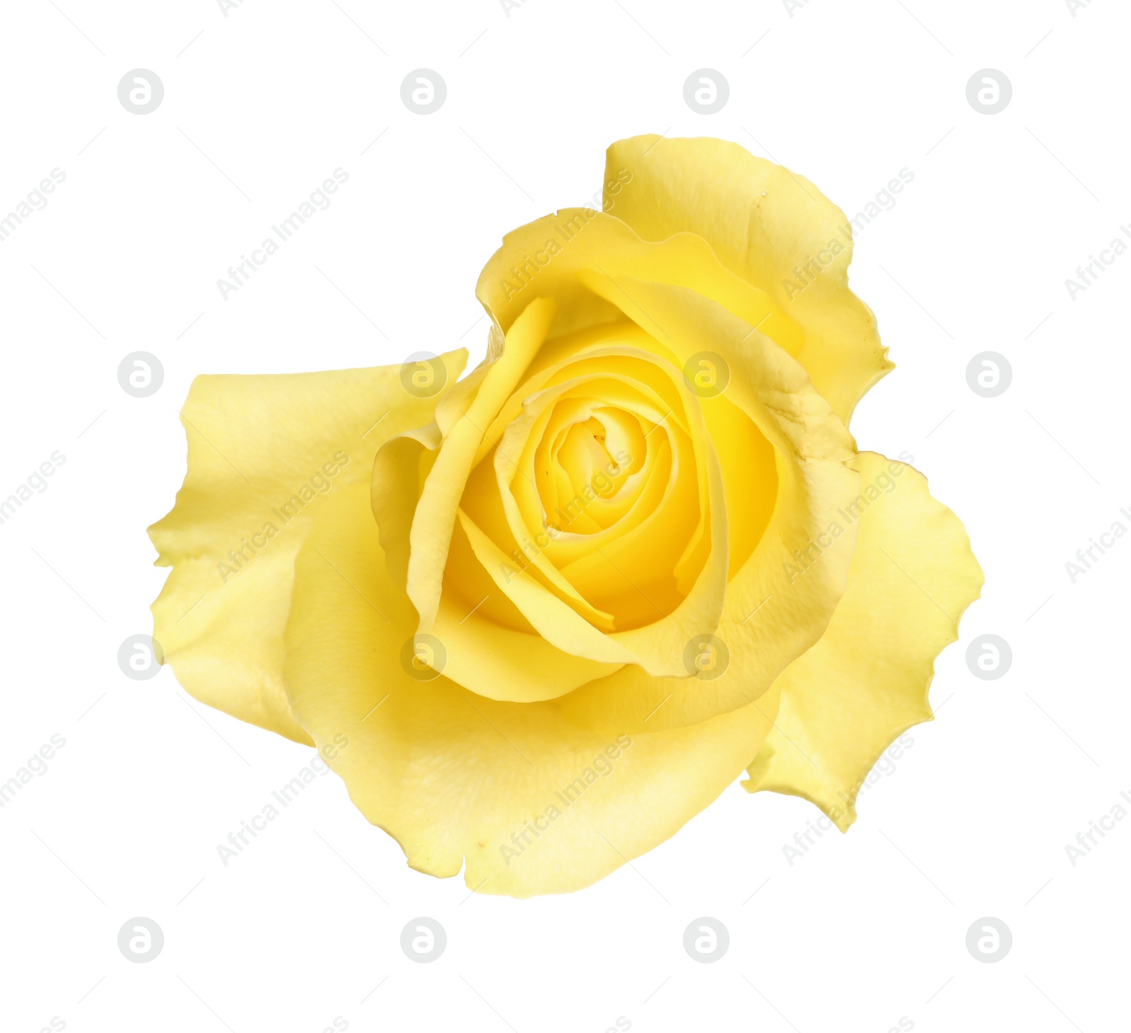 Photo of Beautiful fresh yellow rose isolated on white