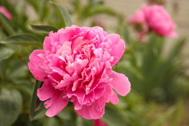 Photo of Beautiful blooming pink peony outdoors, closeup view